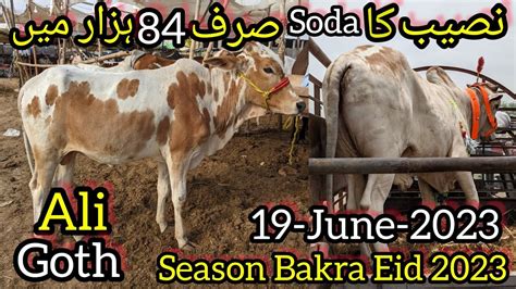 Ali Goth Cow Mandi Soday Hi Soday Karachi Ki Sb Sy Sasti Mandi Cattle