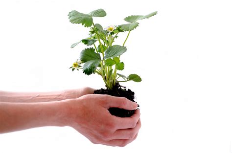 Strawberry Plant Free Stock Photo - Public Domain Pictures