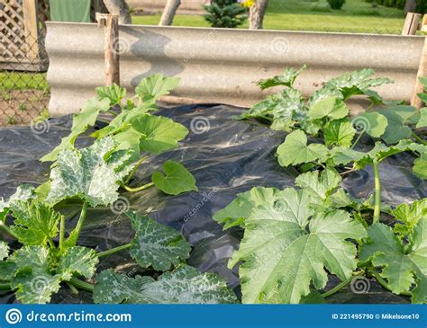 Green Courgette Plants On A Black Film Gardening Concept Growing Vegetables Gardening As A