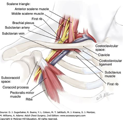 Subclavius Muscle Brachial Plexus