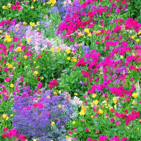 Flowers That Come Back Every Year Discover Perennials For A