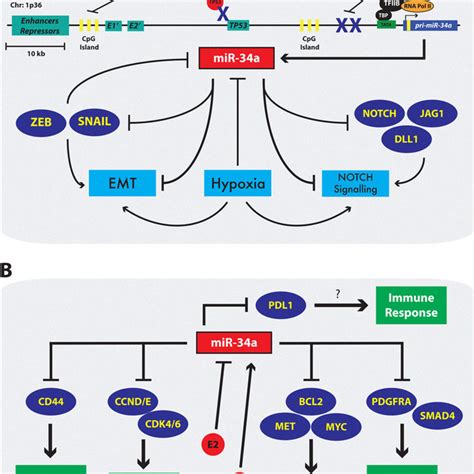 The Dysregulation And Suppressive Functions Of Mir A During