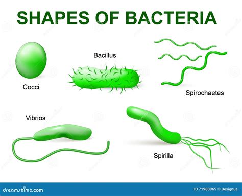 Different Bacteria Types