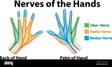 Hand Anatomy And Nerves