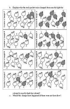 Rock Pocket Mouse Microevolution Student Handout by Matthew Butters