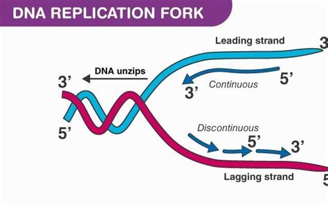 Briefly Explain The Various Steps Involved In The Mechanism Of DNA