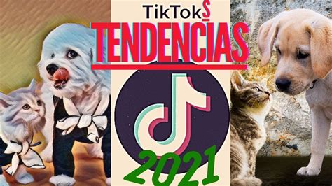 Ideoas Para Hacer Tik Toks De Perros Y Gatos Recopilacion Tik Toks De