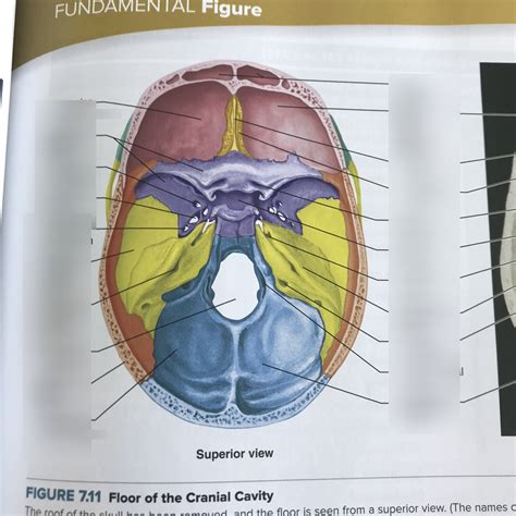 Skull Superior View Diagram Quizlet