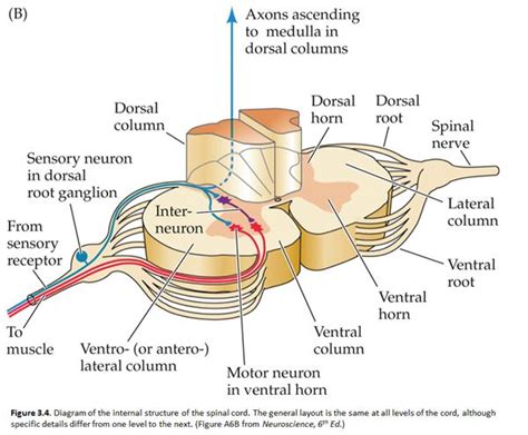 Spinal Cord Section Diagram