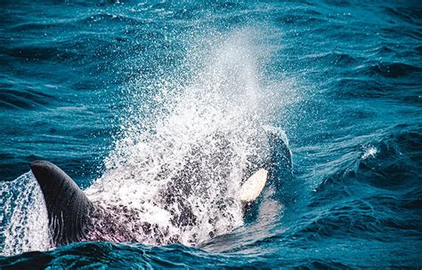 A Quest To Find One Of The World’s Most Unique Orca Pods