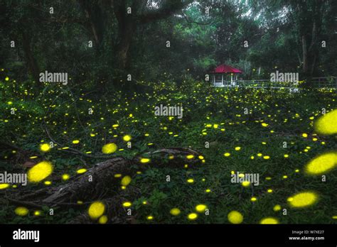 Firefly In Forest At Night Time Fantasy Landscape Stock Photo Alamy