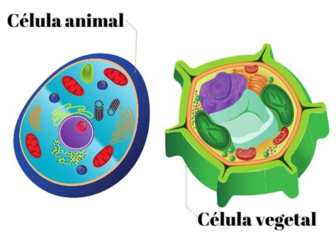 Qual É A Diferença Entre A Célula Animal E Vegetal