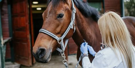 Cómo se transmite y cuáles son los síntomas de la Encefalitis Equina