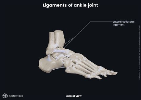 Lateral Collateral Ligament Of Ankle Joint Media Library Anatomy