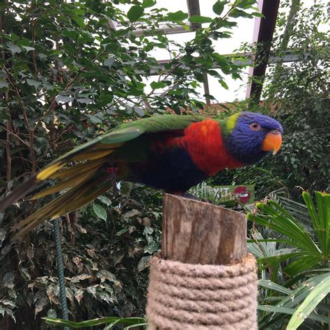 colchester zoo  colchesterzoo twitter