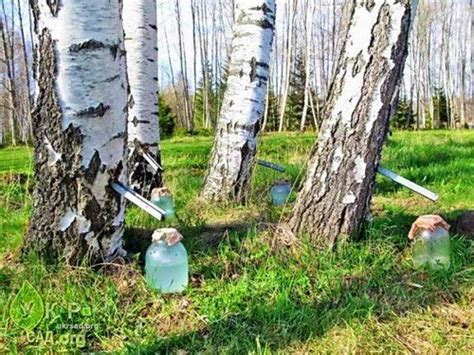 7 хитростей по сбору березового сока