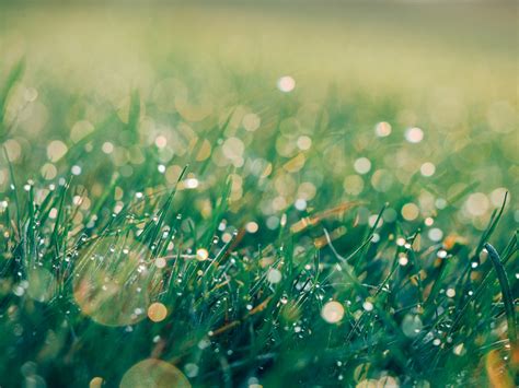 Free Images Water Nature Grass Drop Dew Lawn Meadow Sunlight