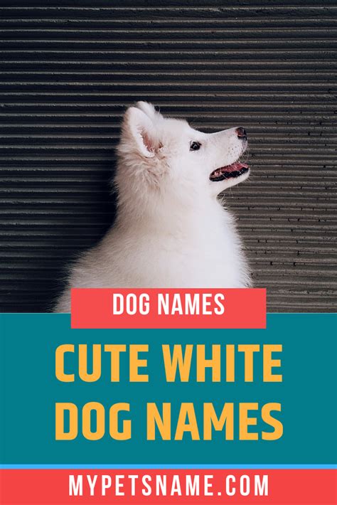 White dog names 175 names for white dogs – Artofit