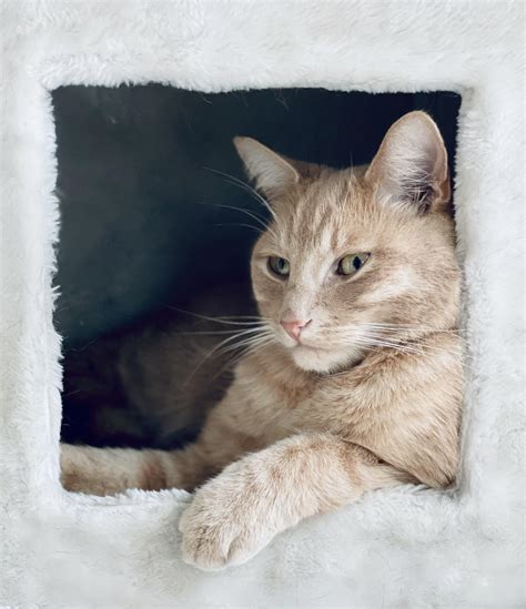 Cat in square (OC) : r/aww
