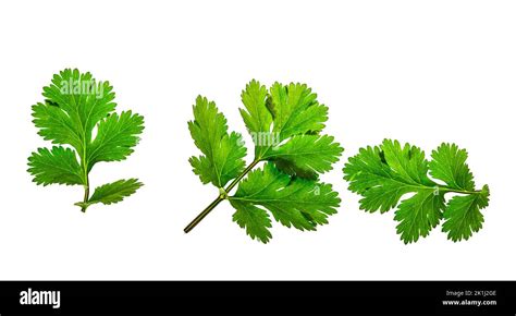 Fresh Green Cilantro Leaf Coriandrum Sativum Isolated On A White