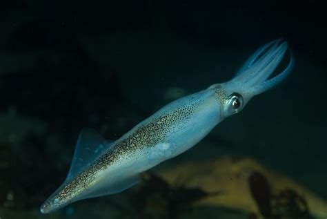 Doryteuthis Opalescens Alchetron The Free Social Encyclopedia