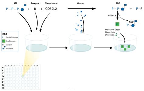 Phosphatase Coupled Universal Kinase Assay Randd Systems