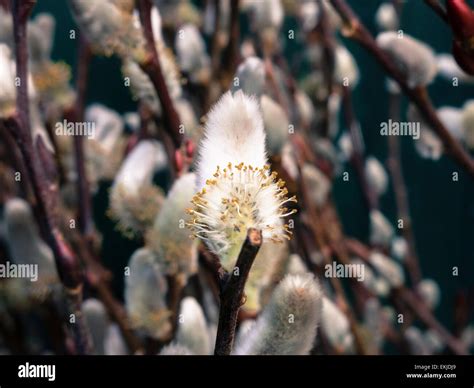 American Pussy Willow Branches Salix Discolor Stock Photo Alamy