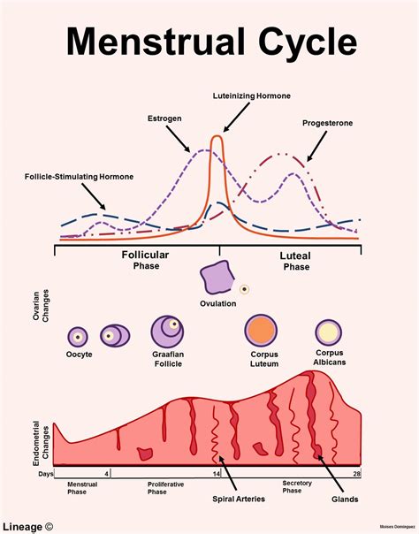 Diagram With Diagram Explain Menstrual Cycle Mydiagramonline