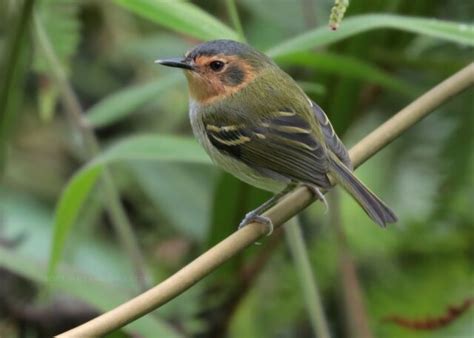 Our Portfolio of Birds during Birding Tours | Gallery - Birds of Peru Tours