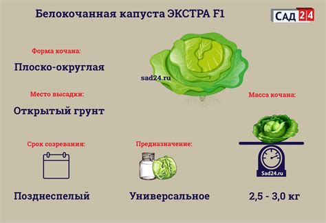 Капуста Экстра F1: описание, урожайность сорта, отзывы, фото