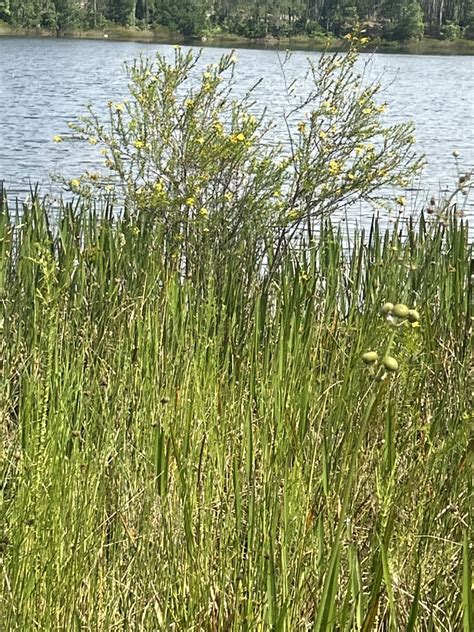 Peelbark St John S Wort From Moss Park Rd Orlando Fl Us On May