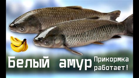 Белый амур чует такую прикормку за версту! Как сделать прикормку для ...