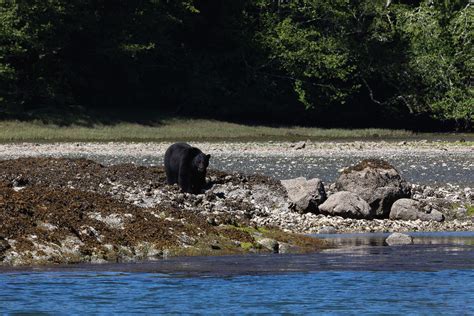 Eine Rundreise über Vancouver Island schönsten Orte Touren