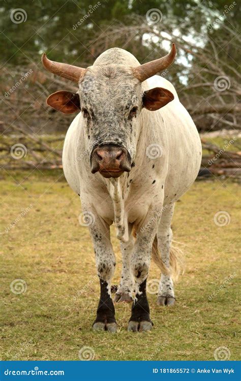 Majestic Nguni Bull On A Farm In South Africa Stock Photo Image Of