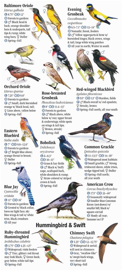 Michigan Birds Identification Chart