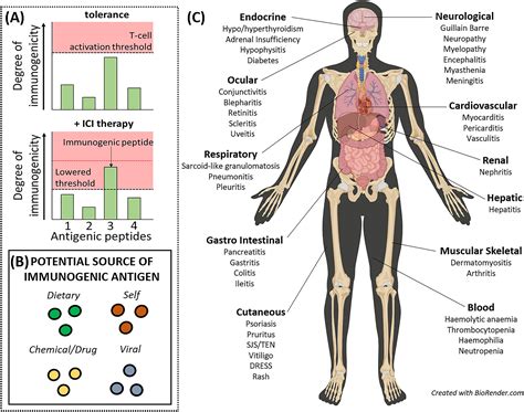 Evolving Insights Into The Mechanisms Of Toxicity Associated With