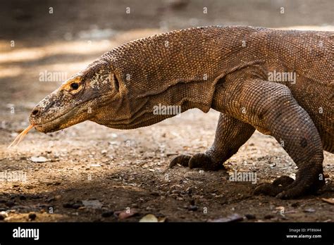 Ecosistema Del Drago Di Komodo Immagini E Fotografie Stock Ad Alta