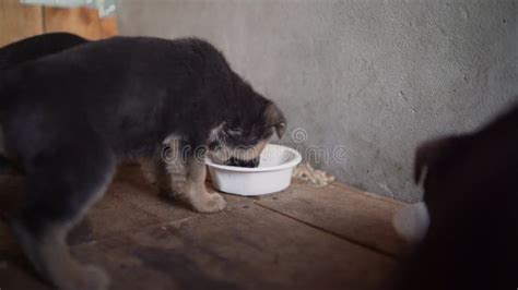 Cachorros De Un Pastor Alem N Comer Varios Cachorros De Un Pastor