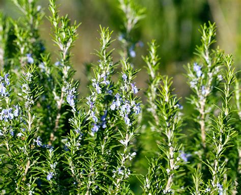 Gu A De Cultivo Del Romero Consejos Para El Cuidado De Las Plantas