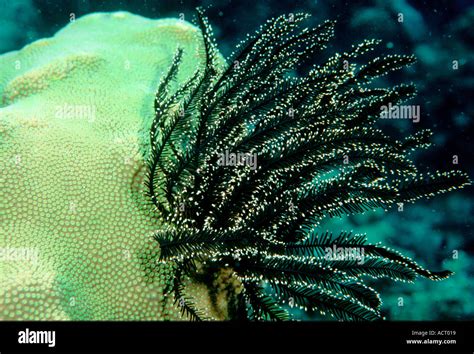 Crinoid Stock Photo - Alamy