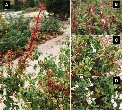 Rose Rosette Disease A Diagnostic Guide Plant Health Progress