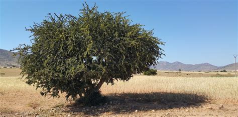 argan oil tree in morocco | Hold the Hairline