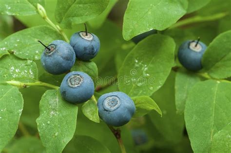 Wild Alaskan Berries Stock Image Image Of Antioxidants 34972609