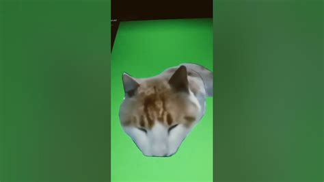 Cat Eating Then Looking Up L Mr Freshl L Green Screen Youtube