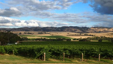 Your 2025 Guide To South Australia Wine Region