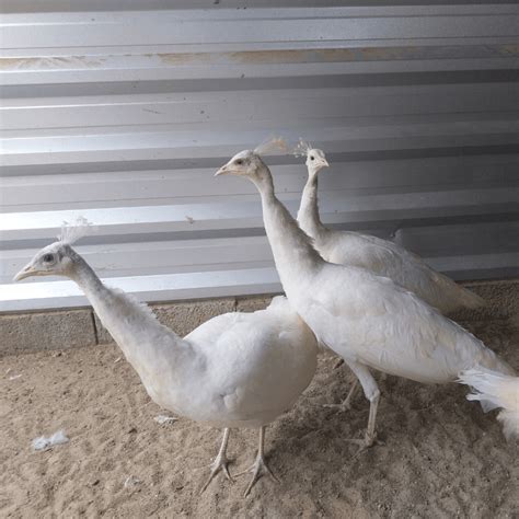 Filhote De Pavão Branco - Pavão Branco: Beleza E Raridade Em Aves Excepcionais