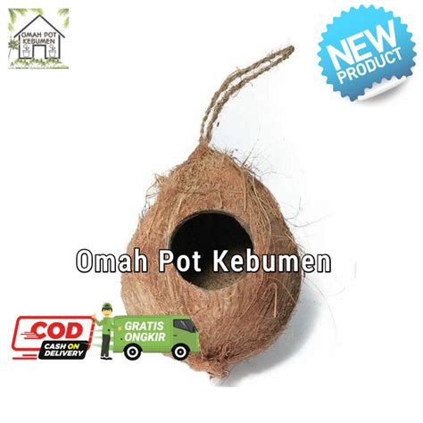 Jual Glodok Tempat Sarang Burung Gantung Batok Kelapa Natural Shopee