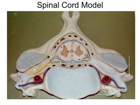 Spinal Cord Model Diagram Quizlet