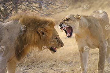 Lioness Fighting and Growling at a Male Lion in the African Savannah ...