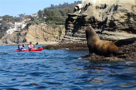 La Jolla: 2-Hour Kayak Tour of the 7 Caves | GetYourGuide